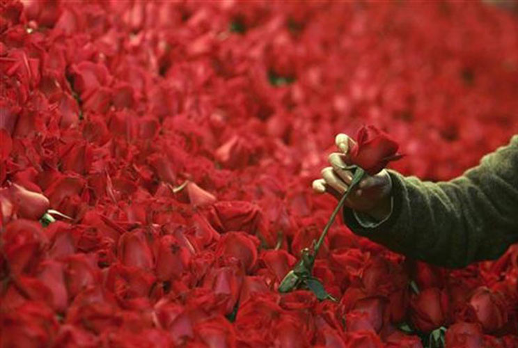 Number of roses grown for Valentine’s Day last year. 