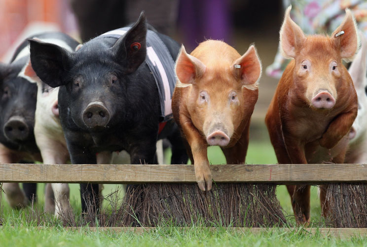 March 1 is a day to honor the porker -- and to celebrate one of "humankind's most intelligent and useful domesticated animals," according to its founders. 