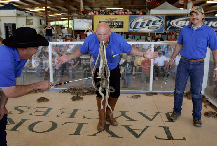 If it's the second weekend in March, it's the World's Largest Rattlesnake Round-Up, one of several in Texas every year. Originally begun by ranchers in 1958 to thin out the snakes plaguing them and their livestocks, the round-up also features snake-handli