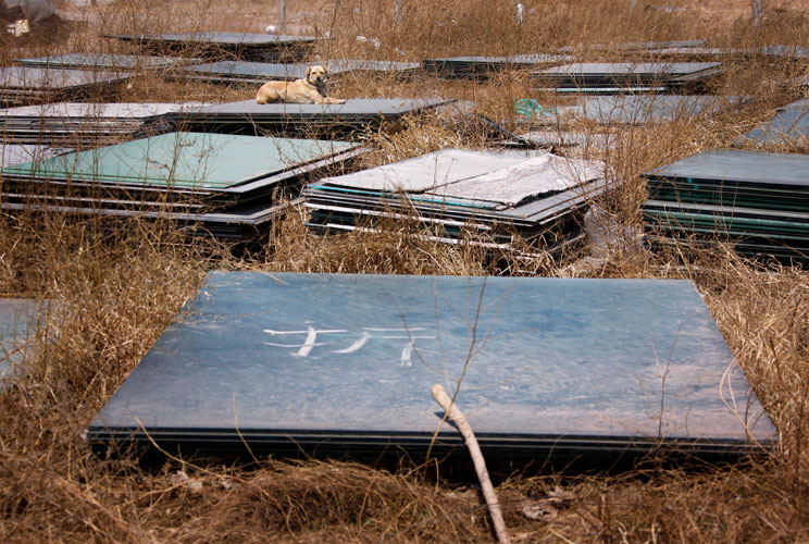 A dog sits atop glass plates at a deserted field that was once part of the stadium where the 2008 Olympic Games baseball competition was held in central Beijing March 30, 2012. The gigantic infrastructures built for the Beijing Olympics, namely the "Bird'