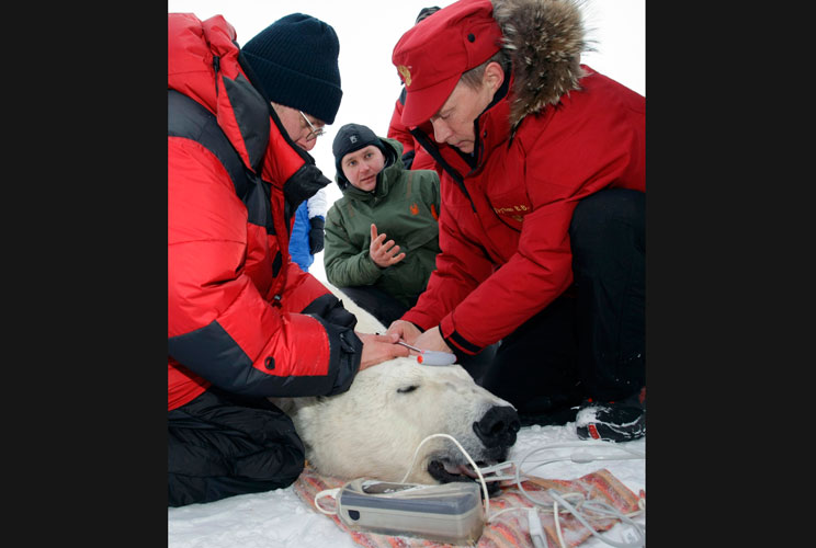 No, the bear is just being fitted with a tracking collar; no animals were harmed in the making of this slideshow.