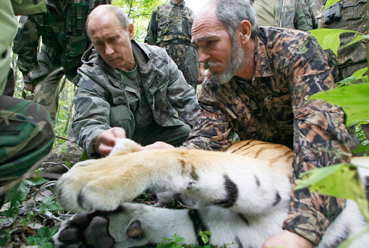 This tiger was clearly not suited for his gladiator's arena.