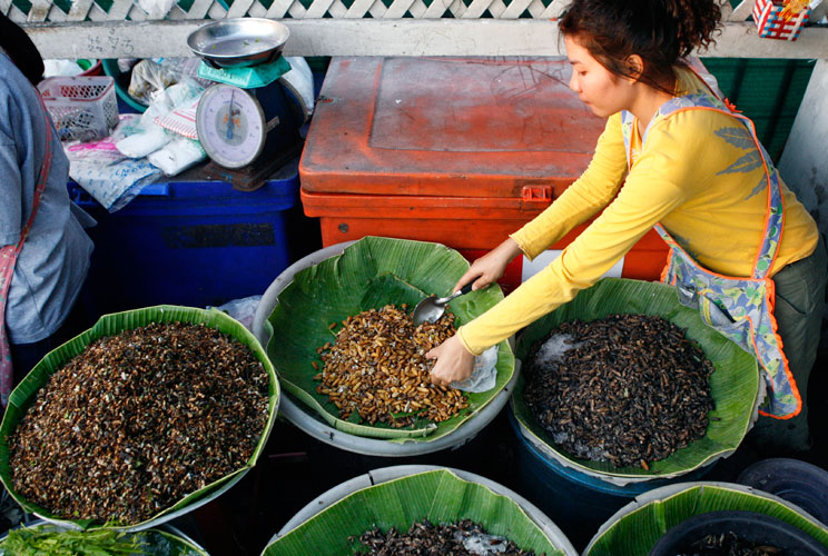 An insect vendor packages silkworm pupae for a client at a Bangkok market April 4, 2007. From three-wheeled carts or shiny metal stalls, the Thai capital's insect sellers serve fried grasshoppers, water bugs, giant flies, larvae, mealworms and red ant pup