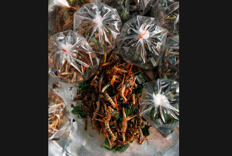 Fried grasshoppers fried in pandan leaf are packaged for sale at a Bangkok market April 4, 2007.