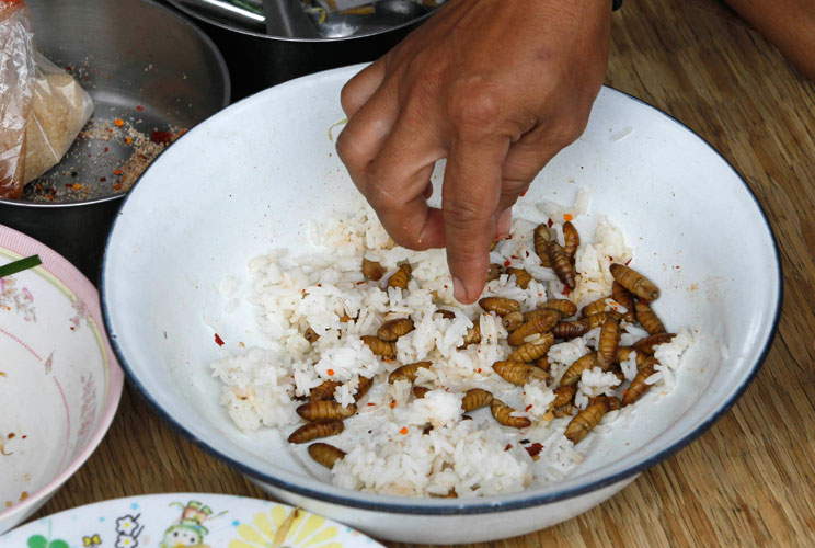 After fighting erupted between Thai and Cambodian troops, a Thai evacuee eats chrysalis with rice at a makeshift refugee camp at a school in Surin province about 19 miles from the Thai-Cambodia border April 24, 2011.