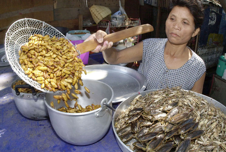 A pot of deep-fried silkworms are put into the pot at a Bangkok "bug" restaurant February 5 as a plate of mole crickets sits nearby, some of many species on the menu that are considered a delicacy. As more Thais learn of some insects' nutritional value an