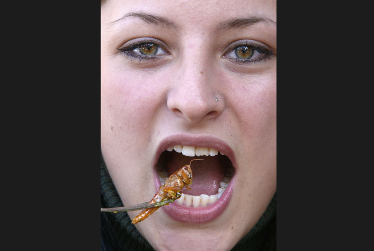 Anne Schlachter, a 20 year-old student bites into a grasshopper in Berlin March 11, 2002. The eastern Berlin restaurant 'Soda' has begun to offer various insects such as grasshoppers, worms and crickets on its menu under the seasonal motto "The big crawl 