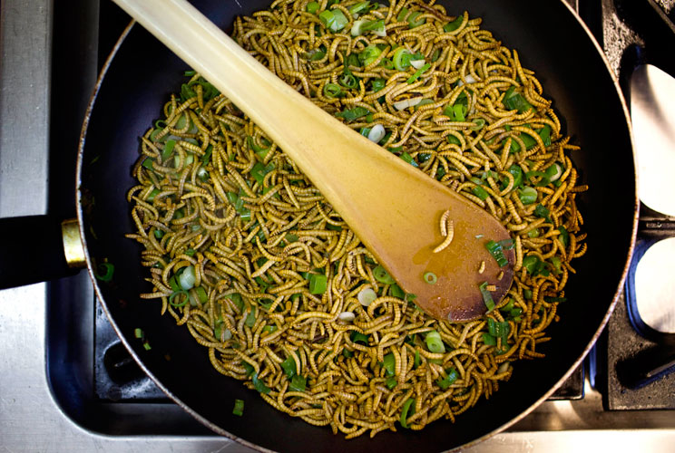 Mealworms and spring onions are stir-fried to be used in a quiche at the Rijn IJssel school for chefs in Wageningen January 12, 2011. 