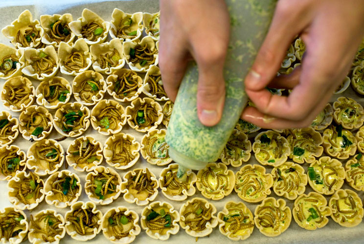 A student prepares mealworm quiches at the Rijn IJssel school for chefs in Wageningen January 12, 2011.