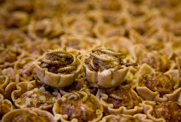 Mealworm quiches are seen at the Rijn IJssel school for chefs in Wageningen January 12, 2011.