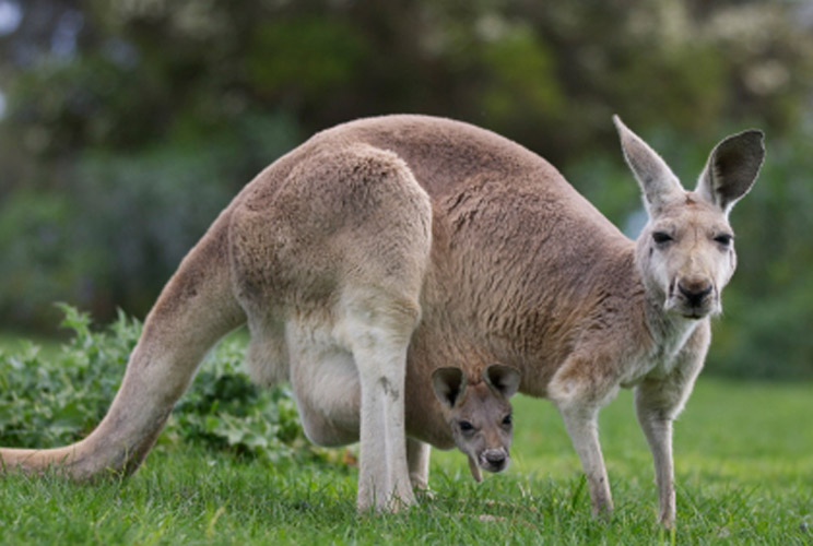 Aussie women luck out when it comes to lifetime expectancy (84 years) and the time they’re expected to spend in formal schooling (20 years). They also get a generous 12 months of maternity leave of with 18 weeks paid, and have a high ratio of female-to-ma