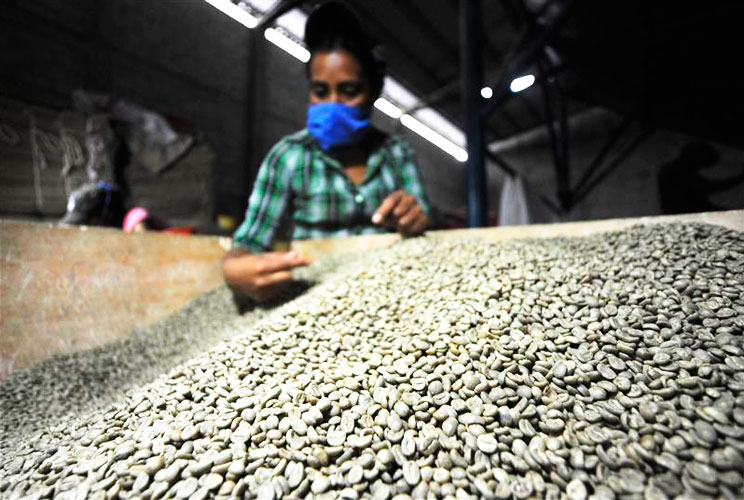 The average yield from one coffee tree is equal to about a roasted pound of coffee. Over 50 species of coffee are grown around the world, and only two, Arabica and Robusta, are commonly used in commercial coffee production. Here, a worker checks on organi