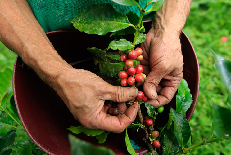 It takes 5 years for a coffee tree to mature, and while the trees can grow to 30 feet tall, they're usually kept at 10 for easier picking. A day's wage for many of those who harvest the beans on the hillsides of South America? Equal to about the price of 