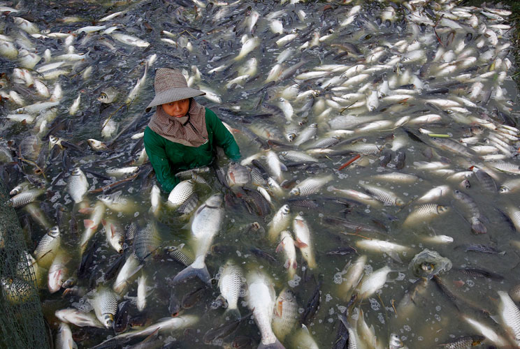 A Thai fisherman catches freshwater white tilapia fish at a fish farm in Samut Prakarn province June 6, 2012. The price per kilo of white tilapia fish has decreased to almost half the price it was before historic floods hit Thailand last year. The country
