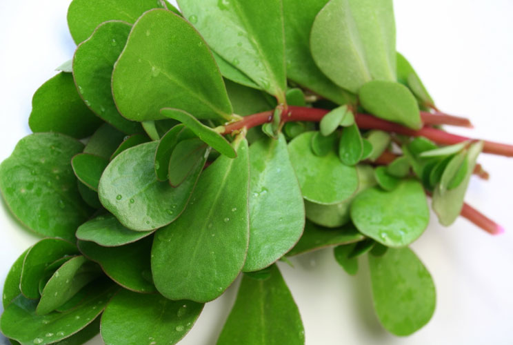 Ralph Waldo Emerson said that a weed is "a plant whose virtues have never been discovered." But Americans could soon find that some weeds have surprising culinary potential. Purslane, for example, is flavorful and packs plenty of nutrients: six times as m