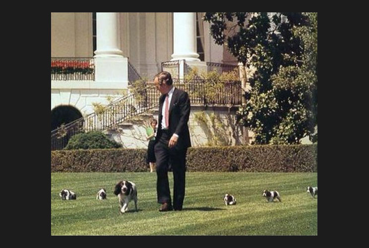 President George H. W. Bush walks onto the White House lawn with his Springer Spaniel, Millie, and Millie's new puppies. One of the puppies is Spot, who would later live at the White House as President George W. Bush's dog.