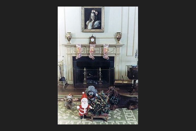 President Richard Nixon's dogs pose for a picture during the holidays. This canine trio included a French poodle named Vicky, a Yorkshire terrier named Pasha and an Irish setter named King Timahoe. Nixon was president from 1969 to 1974.