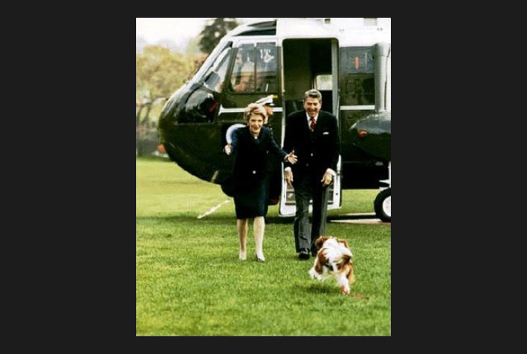 After returning to the White House, President Ronald Reagan and his wife Nancy receive a warm greeting from Rex, their King Charles spaniel.