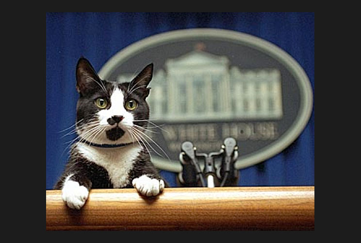 President Bill Clinton owned two pets, a cat named Socks and a dog named Buddy.