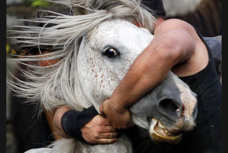 A reveller tries to hold on to a wild horse during the "Rapa Das Bestas" traditional event in the Spanish northwestern village of Sabucedo July 7, 2012. On the first weekend of the month of July, hundreds of wild horses are rounded up, trimmed and groomed