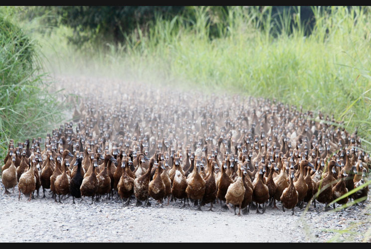 A flock of ducks walk near a paddy field in Nakhonsawan province, north of Bangkok July 13, 2012.   