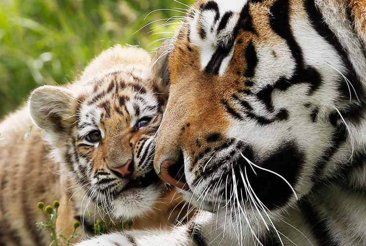 A Siberian tiger cub plays with its mother Amurskaya at the St-Felicien Wildlife Zoo in St-Felicien, July 18, 2012. The mother, Amurskaya, gave birth to her two cubs on May 24, 2012. The Siberian tiger is also called Amur tiger.  