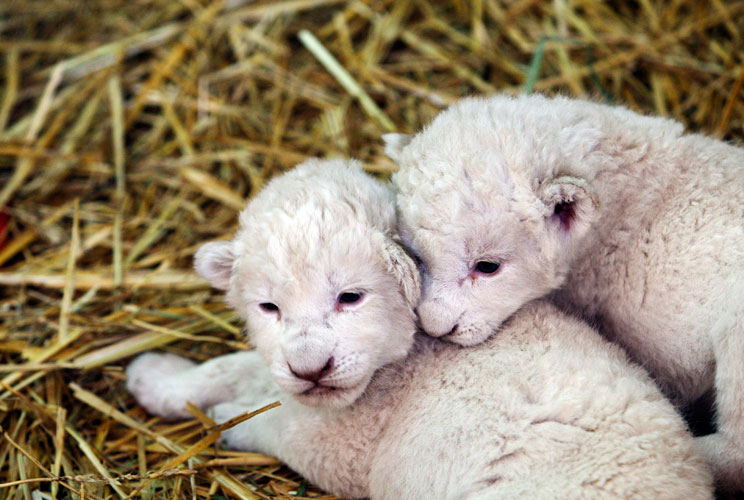 Two one-week-old white lion cubs are seen at an enclosure at Parque Loro Zoo in Puebla July 24, 2012. Three white lion cubs were born on July 18 but only two survived at the facilities of the park, local media reported. REUTERS/Imelda Medina (MEXICO - Tag