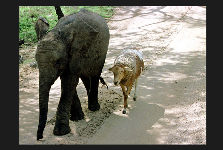 		<p>Jabulani, a two-year-old elephant, has found a most unlikely maternal figure in Skaap, a female sheep. The young elephant was abandoned by its biological mother in the wild and has been with Skaap since the day they met.</p>