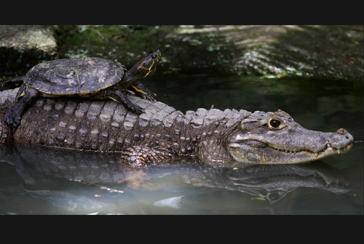 		<p>A turtle enjoys a peaceful, easy cruise atop an alligator's back at the Summit Zoo in Panama City.</p>