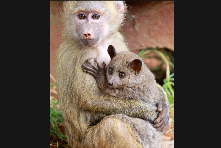 		<p>A seven-month-old yellow baboon carries a galago (also known as a bushbaby) at the Kenya Wildlife Service animal orphanage. Defying nature, the baboon quickly adopted the galago after meeting it at the orphanage, lobbing on affection and protection a