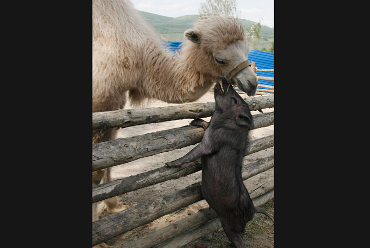 		<div class="##CLASS## test2" id="ViewBoxZoom_VForm777ImagesTable">A three-month-old Asian camel named Ldinka bends over a fence to nuzzle an adult Vietnamese miniature pig at Royev Ruchey Zoo in the Siberian city of Krasnoyarsk.</div>