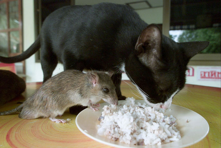 		<p>Auan, a seven-year-old female cat, shares a meal with Jeena, a three-year-old male mouse, at a farmer's house in the central province of Phichit, north of Bangkok. The animals' owners say Auan found Jeena three years ago and has been his playmate and