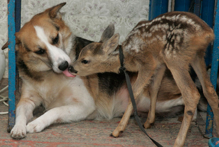 		<p>A dog named Shura tends to an orphaned deer it befriended at the Simferopol Zoo in Crimea, in June 2011. The deer was discovered in a local forest, lying near its dead mother.</p>