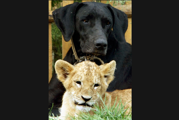 		<p>A female dog sits peacefuly with a three-month-old lion cub at Badaling Safari Animal World, on the outskirts of Beijing. The young lion's biological mother didn't have enough milk to feed her cubs, so officials at Animal World put the two animals to