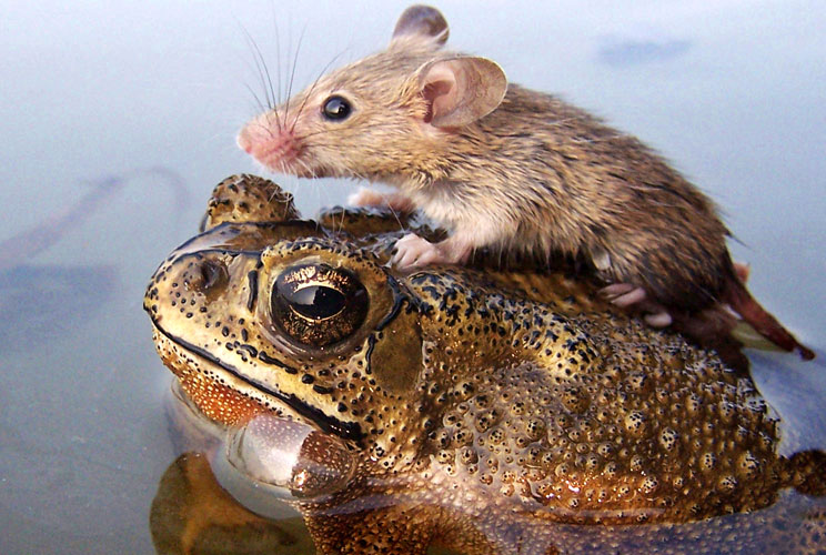 		<p>A mouse rides on the back of a frog in floodwaters in the northern Indian city of Lucknow.</p>