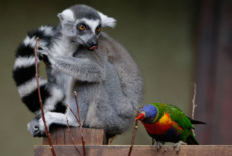 		<p>At the Hagenback Zoo in Hamburg, Germany, a parrot comes tantalizingly close to a ring-tailed lemur in their enclosure.</p>