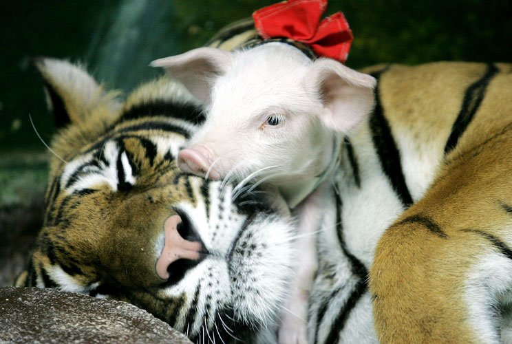 		<p>A piglet snuggles with its tiger buddy at Siracha Zoo, 50 miles east of Bangkok, the Thai capital. The zoo is trying to boost the number of visitors by showing how domestic animals such as pigs and wild animals such as tigers can live together in har