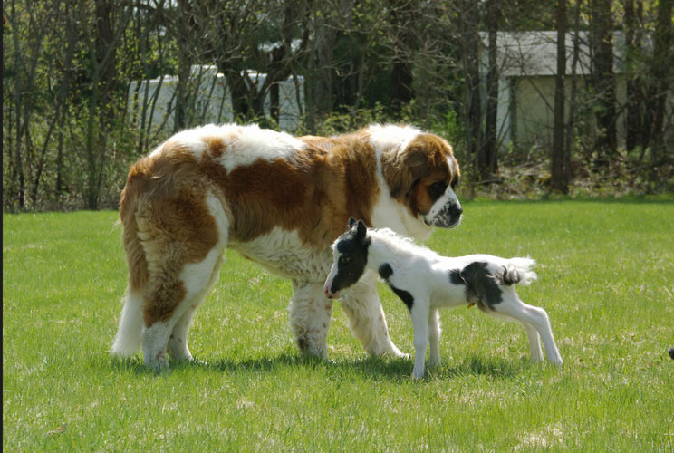 		<div class="##CLASS## test2">Fourteen-inch-tall Einstein, a minature horse, plays in a field in Barnstead, New Hampshire, with Hannah, a St. Bernard.  <br /></div>