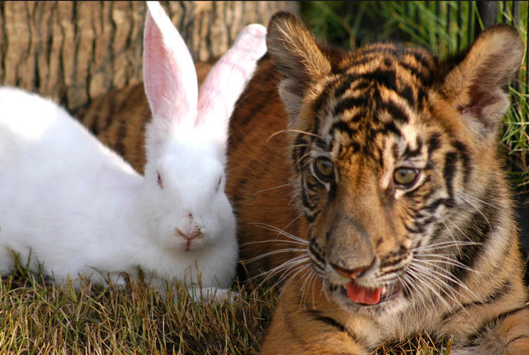 		<div class="##CLASS## test2" id="ViewBoxZoom_VForm777ImagesTable">A rabbit rests with a tiger cub at a theme park in Sanya, south China's Hainan province. The artificially bred tiger cubs get along well with rabbits, which generate tremendous interest a