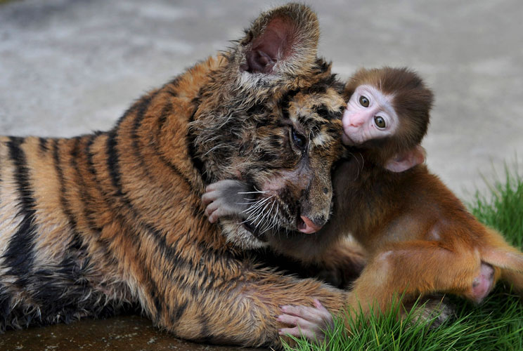 		<p>A baby rhesus macaque (Macaca mulatta) plays with a tiger cub at a zoo in Hefei, Anhui province.</p>