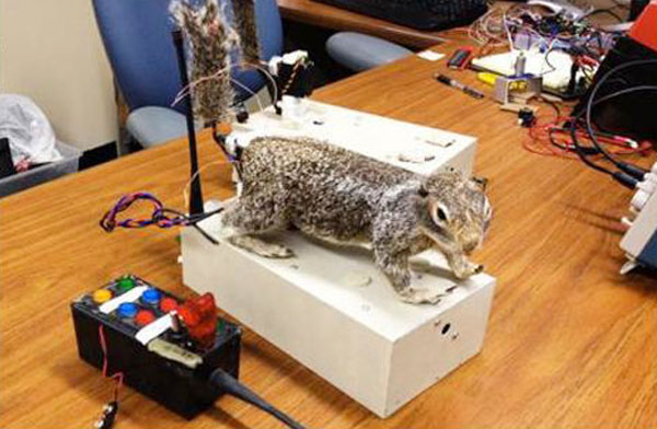 		<p>Researchers at San Diego State University and the University of California, Davis spent part of a $325,000 National Science Foundation grant to make “RoboSquirrel,” a taxidermied rodent that can wag its tail. The purpose: to help study interactions b