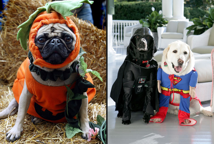 14.7 percent of Americans will dress up their pets for Halloween.  An outlay of $310 Million is expected this year on pet costumes.  Incidentally, the dog in the Darth Vader costume is Dick Cheney’s dog…that’s not a joke.