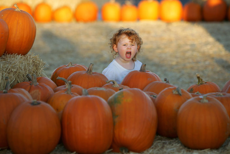 Nearly half (47.8%) of all American’s plan to carve a pumpkin this year.  Last year the US produced 1.1 billion pounds of pumpkins.  Illinois alone produced 427 million pounds.  At a national average cost of $4.51 that’s nearly $5 billion dollars worth of