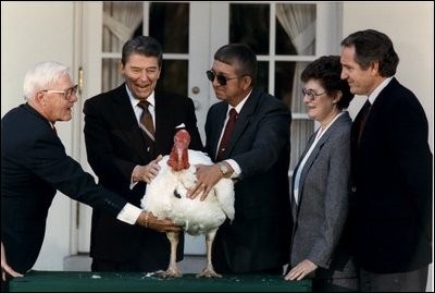 		<p>Reagan pets the Thanksgiving turkey.</p>