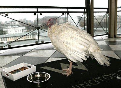 		<p>Easy living for a pardoned turkey complete with food bowl and water dish.</p>