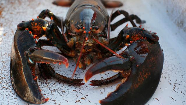 A lobster sits in a holding bin before having its claws banded onboard the lobster boat "Wild Irish Rose" in the waters off Cape Elizabeth