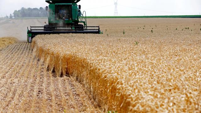 FILE PHOTO: A combine drives over stalks of soft red winter wheat during the harvest on a farm in Dixon, Illinois