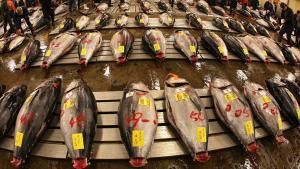 Inception Date: <strong>May 3, 2011</strong><br/>Net assets: <strong>$1.8 million</strong><br/>Global X suggests that the fish trade is likely to increase in coming years as diets around the world continue to add more protein. This young fund tracks an in