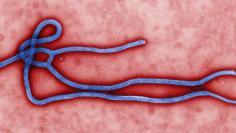 Ebola