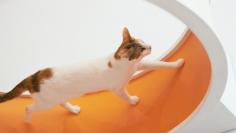 Cat Wheel Treadmill - $699